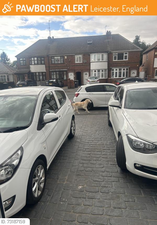 Found/Stray Unknown Dog last seen Green lane road, Leicester, England 