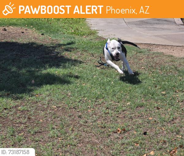 Found/Stray Male Dog last seen 40th ave w seldon lane, Phoenix, AZ 85021