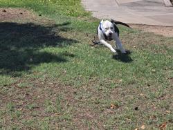 Found/Stray Male Dog last seen 40th ave w seldon lane, Phoenix, AZ 85021
