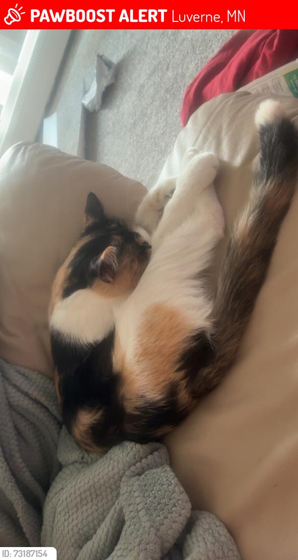 Lost Female Cat last seen Laverne mn, Luverne, MN 56156
