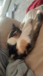 Lost Female Cat last seen Laverne mn, Luverne, MN 56156