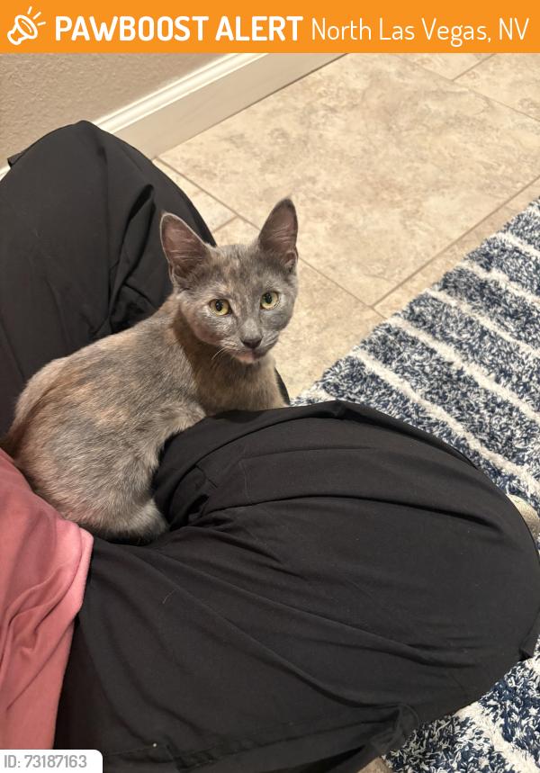 Found/Stray Female Cat last seen Willis and Ann, North Las Vegas, NV 89032