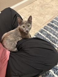 Found/Stray Female Cat last seen Willis and Ann, North Las Vegas, NV 89032