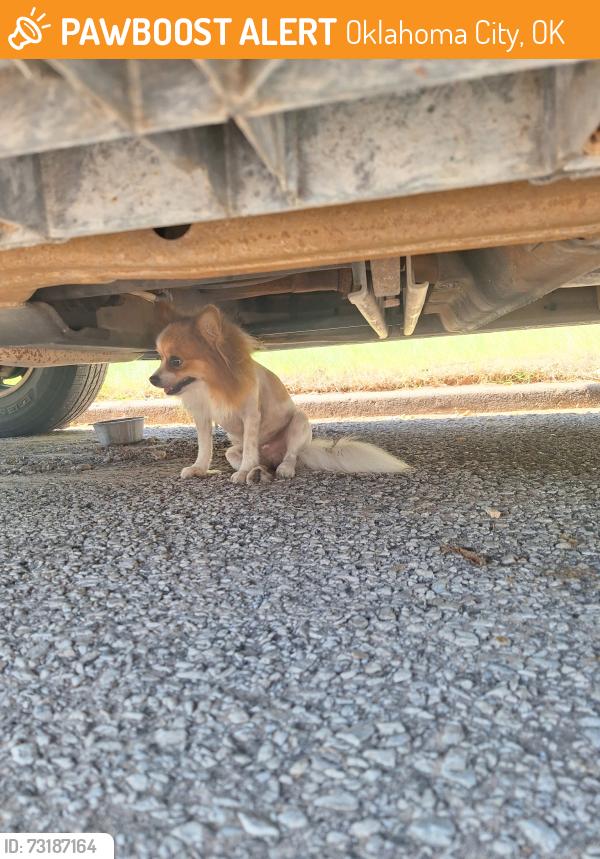Found/Stray Unknown Dog last seen NW 22nd and Villa, Oklahoma City, OK 73107