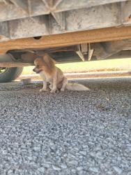 Found/Stray Unknown Dog last seen NW 22nd and Villa, Oklahoma City, OK 73107