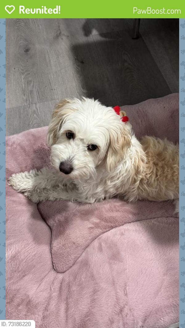 Reunited Female Dog last seen Someone seen her at Edenwood Dr. running towards Yerba Buena Rd, San Jose, CA 95121