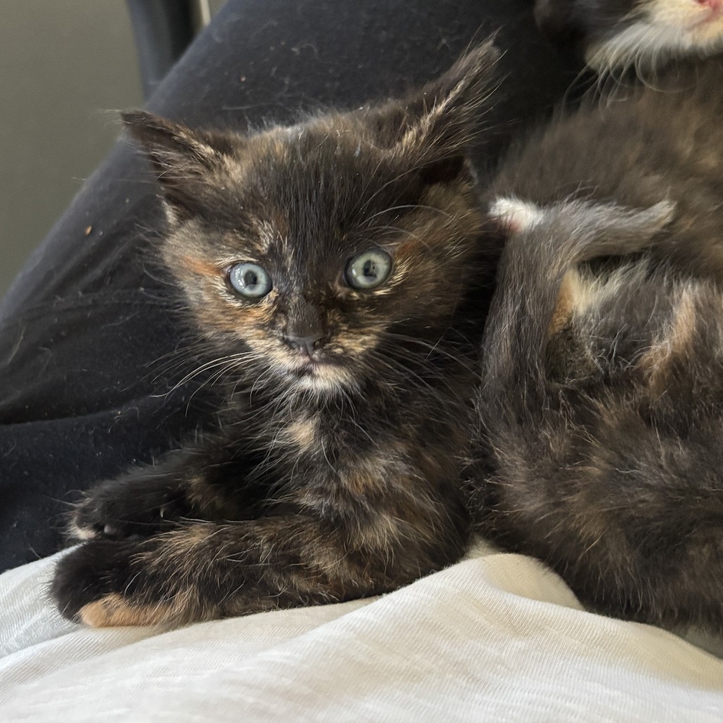 Shelter Stray Female Cat last seen , Animal Care & Control Team of Philly, 111 W Hunting Park Ave, Philadelphia, PA 19140, USA