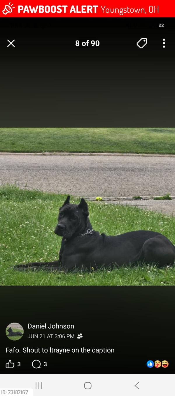 Lost Female Dog last seen Near ridglawn ave, Youngstown, OH 44509