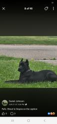 Lost Female Dog last seen Near ridglawn ave, Youngstown, OH 44509