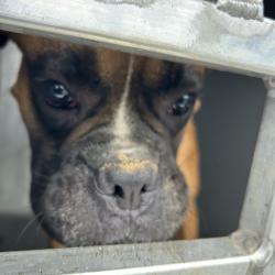 Shelter Stray Male Dog last seen , 980 Guilford College Rd, Greensboro, NC 27409, USA