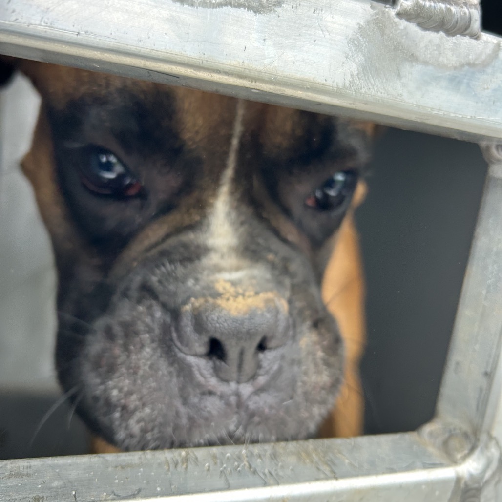 Shelter Stray Male Dog last seen , 980 Guilford College Rd, Greensboro, NC 27409, USA