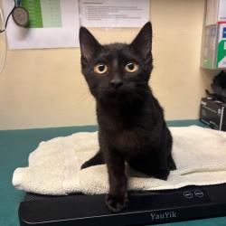 Shelter Stray Female Cat last seen , 361 S Raymond Ave, Pasadena, CA 91105, USA