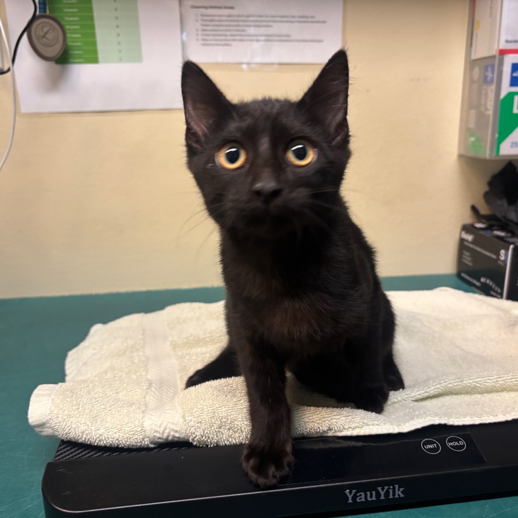 Shelter Stray Female Cat last seen , 361 S Raymond Ave, Pasadena, CA 91105, USA