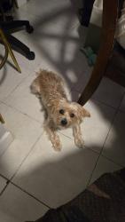 Reunited Female Dog last seen Near w patterson st tampa fl 33604, Tampa, FL 33604