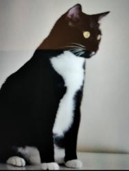 Reunited Female Cat last seen The Preserve in Heron River, Star, ID 83669