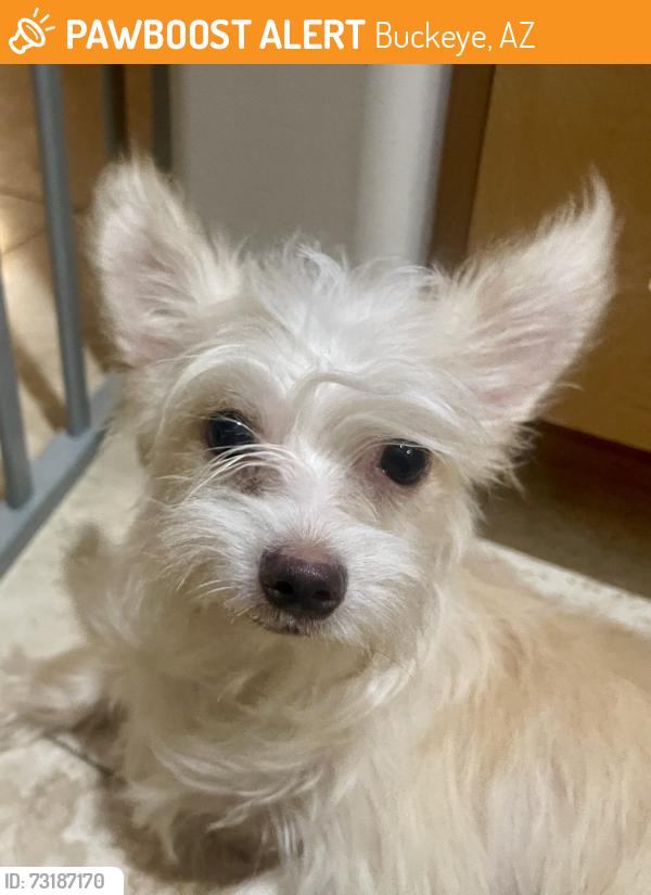 Found/Stray Male Dog last seen S225th ave, Buckeye, AZ 85326