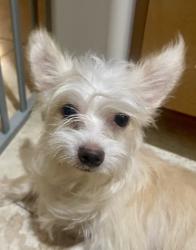 Found/Stray Male Dog last seen S225th ave, Buckeye, AZ 85326