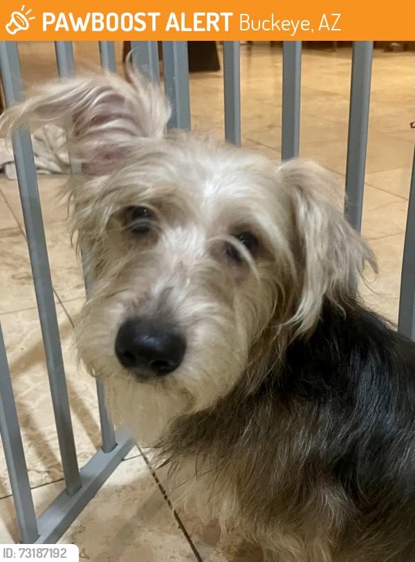 Found/Stray Male Dog last seen S 225tg Ave, Buckeye, AZ 85326