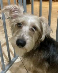 Found/Stray Male Dog last seen S 225tg Ave, Buckeye, AZ 85326
