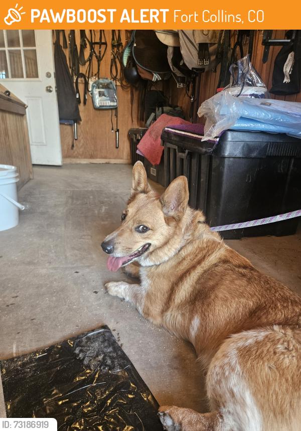Found/Stray Male Dog last seen County road 3, Fort Collins, CO 80524