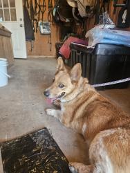 Found/Stray Male Dog last seen County road 3, Fort Collins, CO 80524