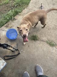 Reunited Female Dog last seen dail st, Blountville, TN 37617