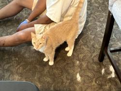 Reunited Female Cat last seen N Harding Avenue, Pen Argyl, PA 18072