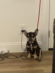 Lost Male Dog last seen Rawhide park, Farmers Branch, TX 75234
