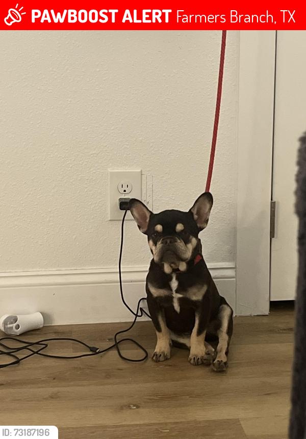 Lost Male Dog last seen Rawhide park, Farmers Branch, TX 75234