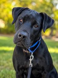 Shelter Stray Male Dog last seen , 5302 Stone St, Chattanooga, TN 37412, USA