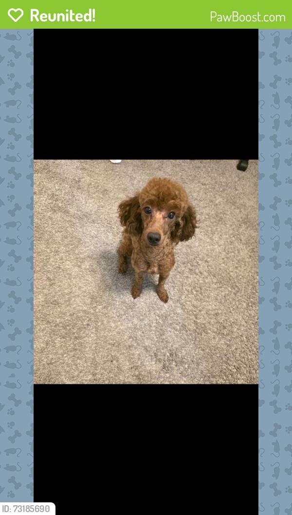 Reunited Female Dog last seen Claremont Drive, Grand Prairie, TX, Grand Prairie, TX 75052