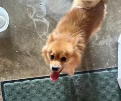 Found/Stray Unknown Dog last seen Highway 69 & Whiting, Bells, TX 75414