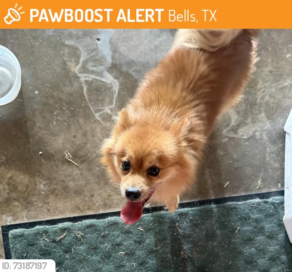 Found/Stray Unknown Dog last seen Highway 69 & Whiting, Bells, TX 75414