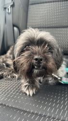 Found/Stray Male Dog last seen Copenhagen and eastwood, Fayetteville, NC 28301