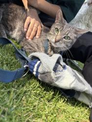 Lost Male Cat last seen Iolite loop st, San Bernardino, CA 92407