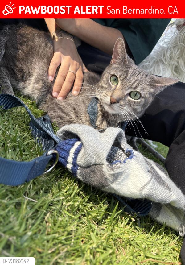 Lost Male Cat last seen Iolite loop st, San Bernardino, CA 92407
