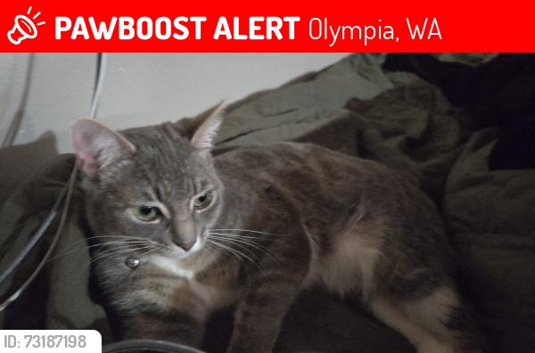 Lost Female Cat last seen 41st loop se olympia, Olympia, WA 98501