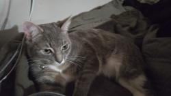 Lost Female Cat last seen 41st loop se olympia, Olympia, WA 98501