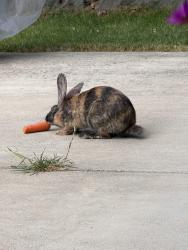 Found/Stray Unknown Rabbit last seen Front yard, Tacoma, WA 98404