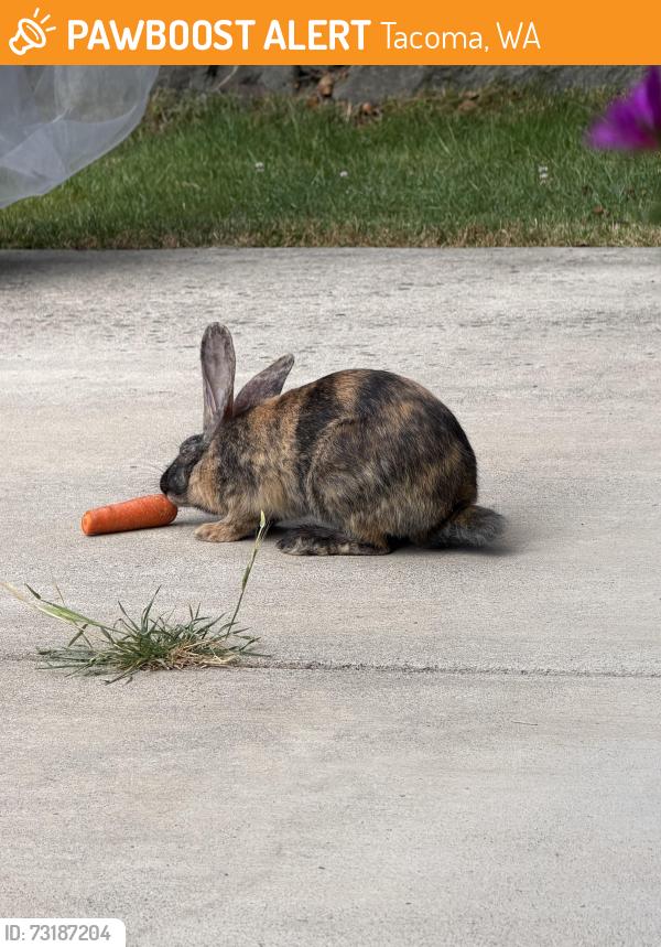 Found/Stray Unknown Rabbit last seen Front yard, Tacoma, WA 98404