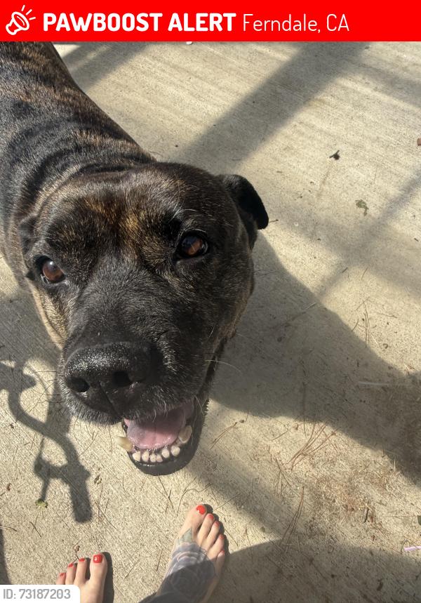 Lost Female Dog last seen Market Street, Ferndale, CA 95536
