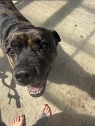 Lost Female Dog last seen Market Street, Ferndale, CA 95536