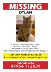 Lost Male Cat last seen Stewart Court area of Chop Gate, North York Moors, TS97JZ TS97JZ, Chop Gate, England TS9 7JL