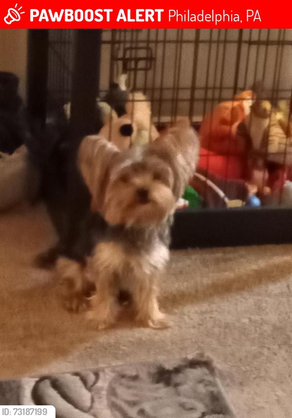 Lost Male Dog last seen Starbucks 16 n walnut Philadelphia pa, Philadelphia, PA 19102