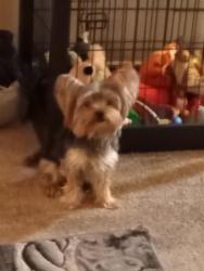 Lost Male Dog last seen Starbucks 16 n walnut Philadelphia pa, Philadelphia, PA 19102