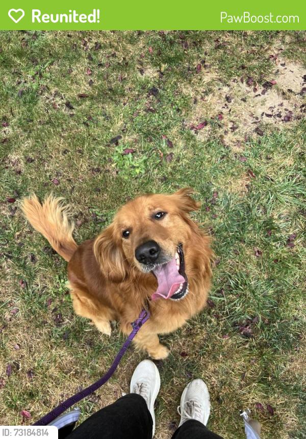 Reunited Male Dog last seen Mandolin Hills neighborhood, Maltby, WA 98296