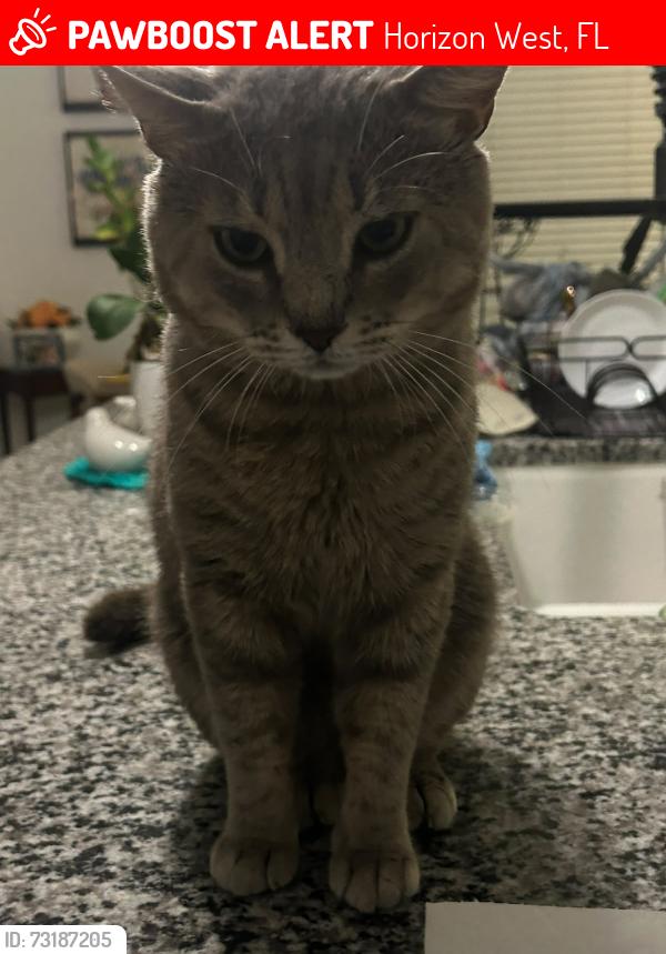 Lost Male Cat last seen Near cross lake Hamlin, Horizon West, FL 34787