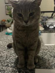 Lost Male Cat last seen Near cross lake Hamlin, Horizon West, FL 34787