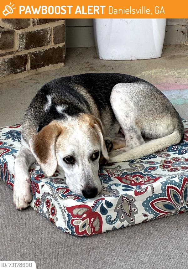 Found/Stray Female Dog last seen Madison County DFCS, Danielsville, GA 30633