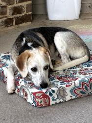 Found/Stray Female Dog last seen Madison County DFCS, Danielsville, GA 30633